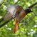 Common Redstart